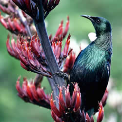 一只体型小巧的鸟，羽毛蓝绿色，爪黑白相间，黑色的喙细且锋利。点击缩略图查看完整照片。