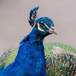 一只美丽的孔雀的上半身图片，它的颈上覆盖蓝色的羽毛，有浅色的喙和蓝色的冠。点击缩略图查看完整照片。