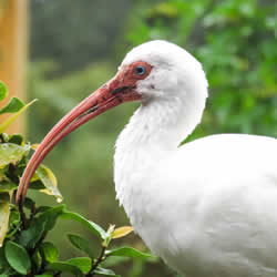 一只大鸟的上半身图片，羽毛白色，浅色的喙细长而弯曲。点击缩略图查看完整照片。